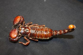 Media type: image; Invertebrate Zoology 15577